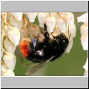 Bombus lapidarius - Steinhummel 04.jpg